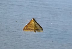 Pyrausta onythesalis