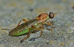 Australoberis refugians
