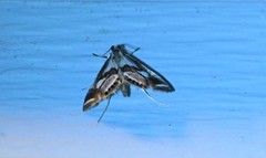 Chrysendeton imitabilis