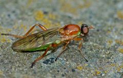 Australoberis refugians