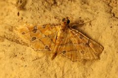 Ommatospila narcaeusalis