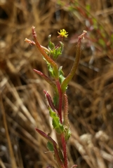 Camissoniopsis intermedia
