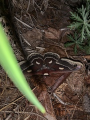 Hyalophora columbia
