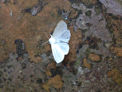 Spilosoma vestalis