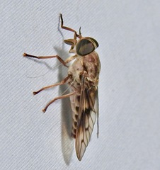 Tabanus equalis