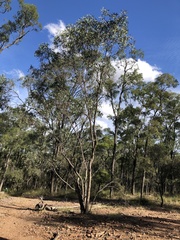 Eucalyptus exserta