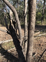 Eucalyptus exserta