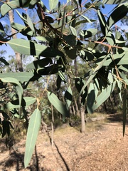 Eucalyptus exserta