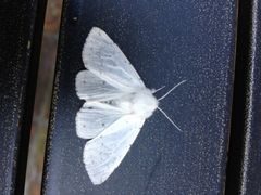 Spilosoma vestalis