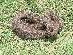 Crotalus polystictus