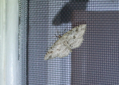 Melanolophiini
