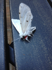 Spilosoma vestalis