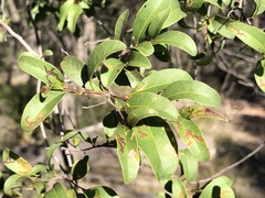 Cadellia pentastylis