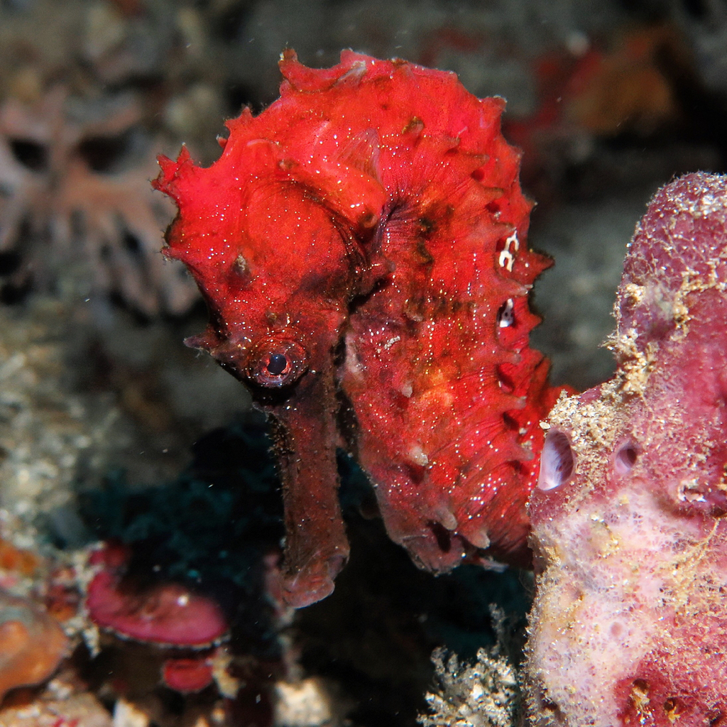 Winged seahorse (Hippocampus alatus) — Syngnathidae