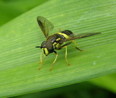 Chrysotoxum bicinctum