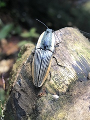 Chalcolepidius bomplandii