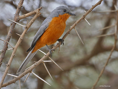 Melaenornis semipartitus