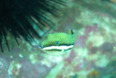 Canthigaster callisterna