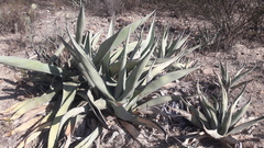 Agave asperrima