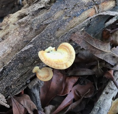Microporellus