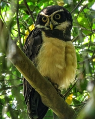 Pulsatrix perspicillata