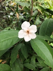 Brunfelsia grandiflora