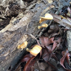 Microporellus