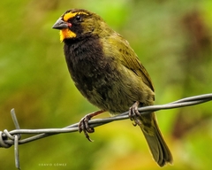 Tiaris olivaceus