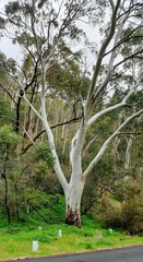 Eucalyptus dalrympleana