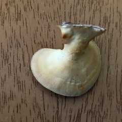 Microporellus