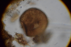 Trigonopyxis arcula