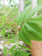 Bursera jerzyi