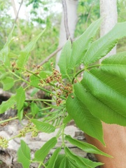 Bursera jerzyi