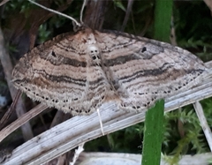 Orthonama vittata