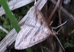 Orthonama vittata