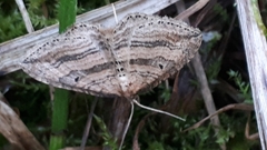 Orthonama vittata