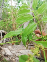 Bursera jerzyi