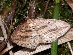 Orthonama vittata