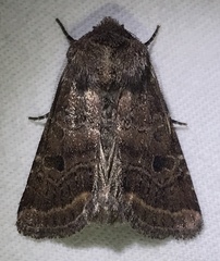 Protorthodes oviduca