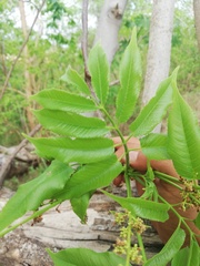 Bursera jerzyi