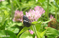 Popillia flavosellata