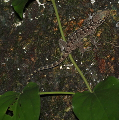 Cyrtodactylus