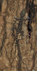 Cyrtodactylus