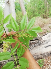 Bursera jerzyi