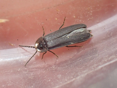 Phausis rhombica