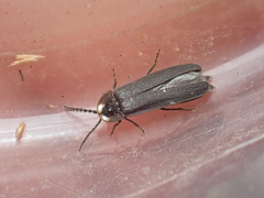 Phausis rhombica