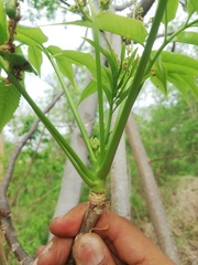 Bursera jerzyi