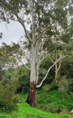 Eucalyptus dalrympleana