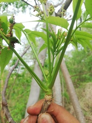 Bursera jerzyi