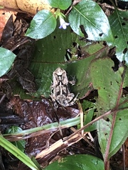 Incilius melanochlorus